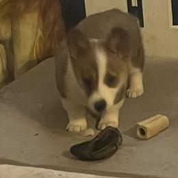 Girl 1 - Sable female Pembroke Welsh Corgi puppy in Saylorsburg, Pennsylvania from Dunnideer Farm