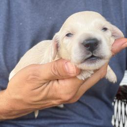 Wiley - Cream male Dachshund puppy in Fayetteville, North Carolina from RRD