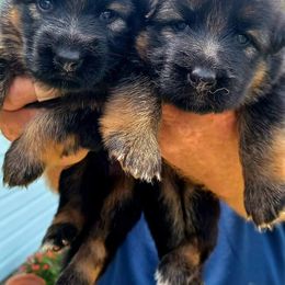 German Shepherd Puppies from Von Hazel Haus German Shepherds
