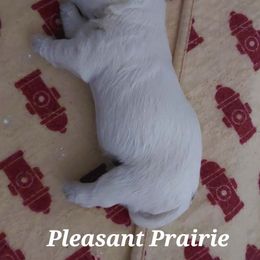 Girl 1 - White female West Highland White Terrier puppy in Spokane, Washington from Pleasant Prairie Farms