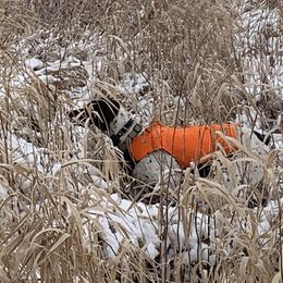 German Shorthaired Pointers from The Nosbisch Ranch Shorthaired Pointers