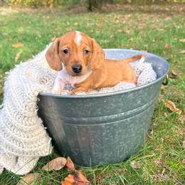 Girl 1 - Dapple female Dachshund puppy in Crossville, Tennessee from Golden Mini Farm