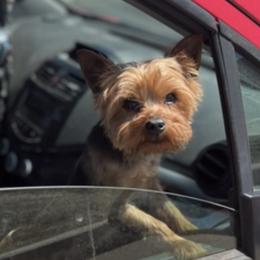 Yorkipoos and Yorkshire Terriers from Diaz Puppies Denver
