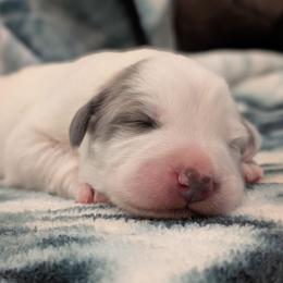 Juniper - White and badger female Great Pyrenees puppy in Tombstone, Arizona from WeVolution Off-Grid
