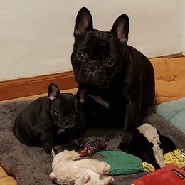 French Bulldogs from Midwest Frenchie Kisses