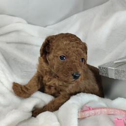 Cassie (pink collar)-OFA and CHIC parents - Red  female Poodle puppy in Westfield, North Carolina from Legacy Pets