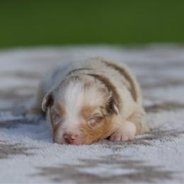 Reggae - Red merle male Miniature American Shepherd puppy in Stephenville, Texas from Diamond H Aussies