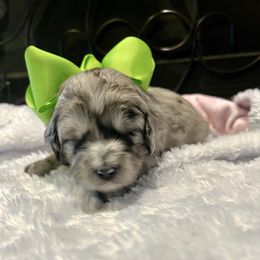 Eva - Blue merle female Aussiedoodle puppy in Midlothian, Texas from Gray Doodles