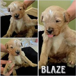 Goldendoodle Puppies from Jenny’s doodles