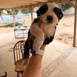Charlie - Gray and white male Old English Sheepdog puppy in Acton, California from Fab OES