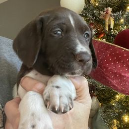 June - Purple Collar - Liver and white female German Shorthaired Pointer puppy in Conroe, Texas from Tipsy Rabbit GSP TopDog Kennel