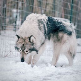 Whisky - Siberian Husky