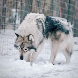 Whisky - Siberian Husky