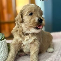 Bolt - Brown and white male Bernedoodle puppy in Denver, Pennsylvania from Redcay's Mini Bernedoodles