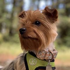 Boxer Homme Yorkshire Terrier - Sous-Vêtement Ultra Doux Respirant - Élastique Confortable - Motif Amusant