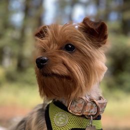 Peaches - Yorkshire Terrier