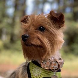 Peaches - Yorkshire Terrier