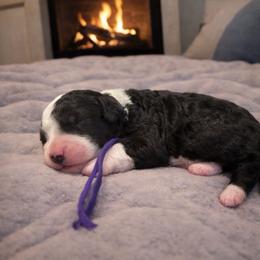 Purple collar - Black and white female Sheepadoodle puppy in Inman, South Carolina from Mossy Doodles LLC