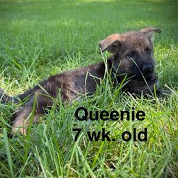 Queenie, Sable Girl - Sable female German Shepherd puppy in Milan, Illinois from Stonewick German Shepherds