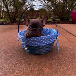French Bulldog Puppies from De Los Angeles Breeding