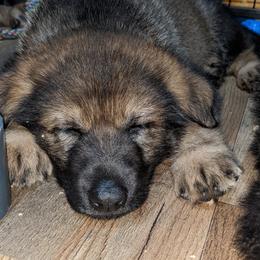 German Shepherd Puppies from Reign Land