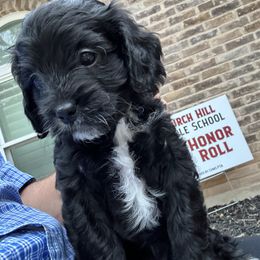 Cavapoo and Shihpoo Puppies from Haus of Doodles
