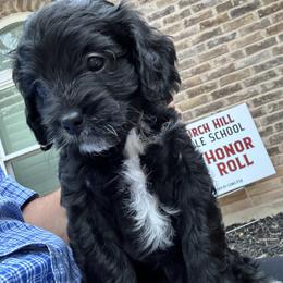 Cavapoo and Shihpoo Puppies from Haus of Doodles