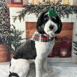 Quinn - Bernedoodle