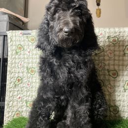 Goldendoodle and Poodle Puppies from Doodles by Design