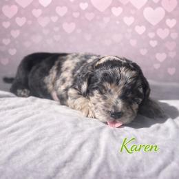 Karen Wheeler - Blue merle female Bernedoodle puppy in Bennett, Colorado from Darling Paws Bernedoodles, LLC