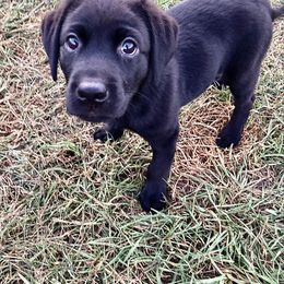 Indy - Black female Labrador Retriever puppy in Newaygo, Michigan from Royal Oak Gundogs