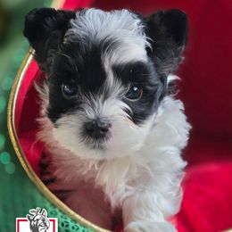 Jinu - Parti male Yorkshire Terrier puppy in California from Corazon de gigante