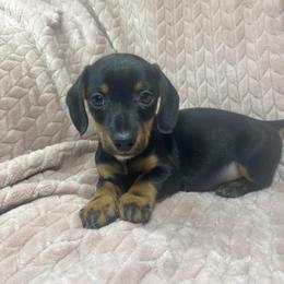 Mac - Black and tan male Dachshund puppy in Richmond, Virginia from Paw Prints