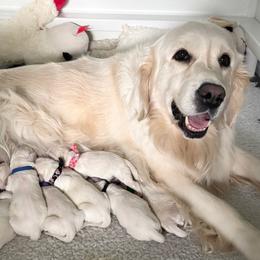 Female - Light golden female Golden Retriever puppy in Myakka City, Florida from MC Goldens