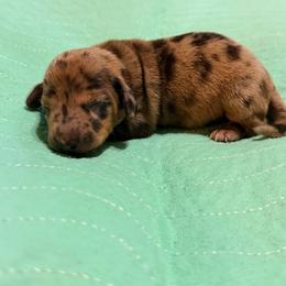 Archie - Dapple male Dachshund puppy in Fayetteville, North Carolina from Army of Dachshunds