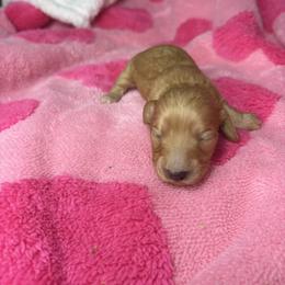 Chester - Cream male Dachshund puppy in Lake City, Florida from My Ditzy Doxies of Florida