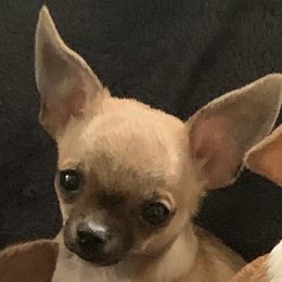 Grant - Chihuahua