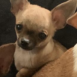 Grant - Chihuahua