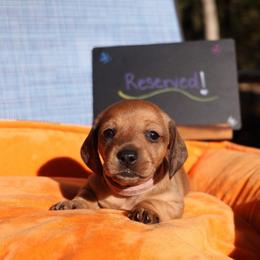 Minnie - Red female Dachshund puppy in Prospect, Oregon from Spunky Sausage Pups