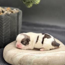 Girl 2 - Sable and white female Japanese Chin puppy in Clark County, Nevada from My Pride Poodles & Japanese Chins