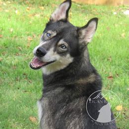Nyx - Siberian Husky