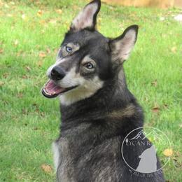 Nyx - Siberian Husky