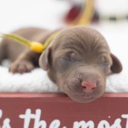 Truffle - Chocolate male Dachshund puppy in Mesa, Arizona from Dach Army LLC