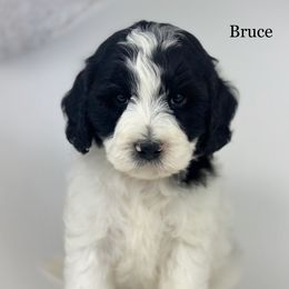 Bruce - Parti male Goldendoodle puppy in Milford, Indiana from Railway Acres Kennel