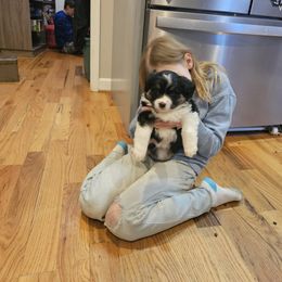 Miniature Australian Shepherd Puppies from Carter's Cuties