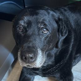 Labrador Retrievers from Tiger Rose Labradors