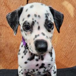 Girl 3 - Dalmatian puppy in Sturgis, South Dakota from Anthony's Dalmatians