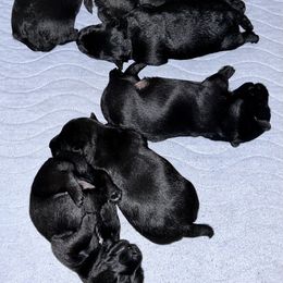 Scottish Terrier Puppies from Moo's Scotties