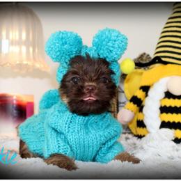 Cookie - Chocolate and tan female Yorkshire Terrier puppy in Warren, Michigan from Danielle's Yorkie Babies