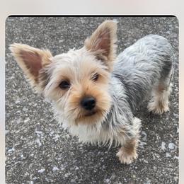 Sweety - Yorkshire Terrier